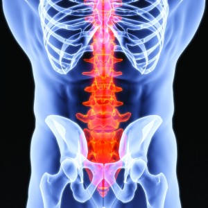 Anatomical spine