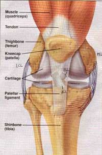 How the knee works – Pulse Sports Therapy