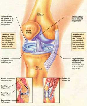 Your mobile knee